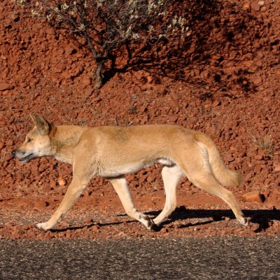 A-dingo-walking-through-an-arid-landscape